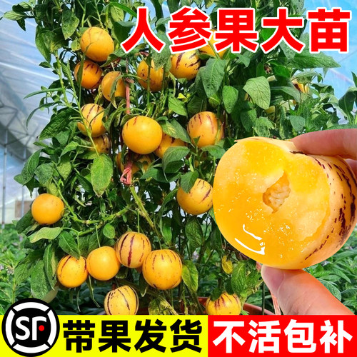 人参果树果苗大苗云南带果人生果