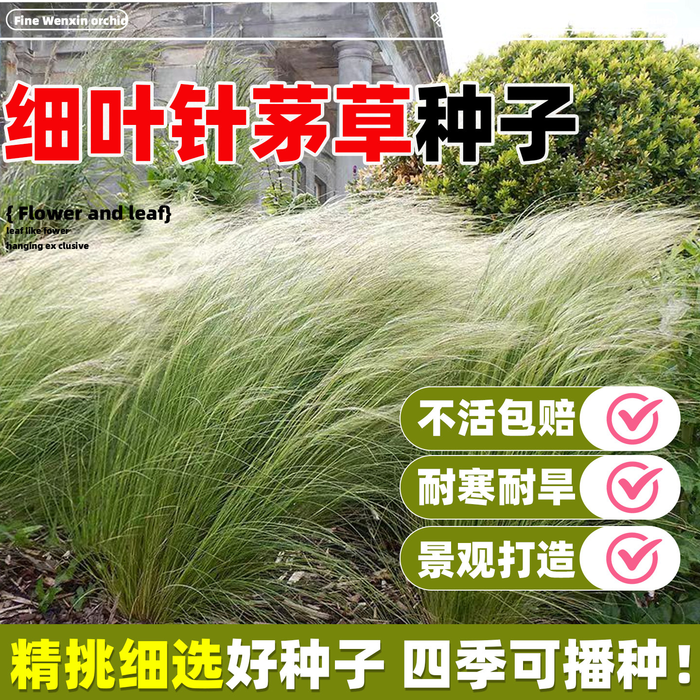 细叶针茅草种子细茎针茅草籽耐寒耐旱庭院花园室外花坛造景观赏草