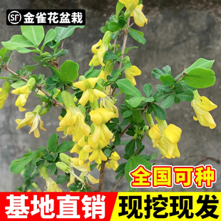 金雀花树苗盆栽可食用黄金雀根苗阳雀花根盆景阳台庭院老桩锦鸡儿