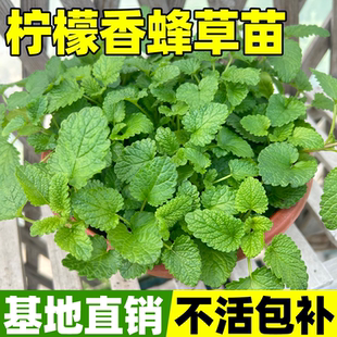 柠檬香蜂草可食用驱蚊香草柠檬味薄荷盆栽薄荷叶大苗外号柠檬薄荷