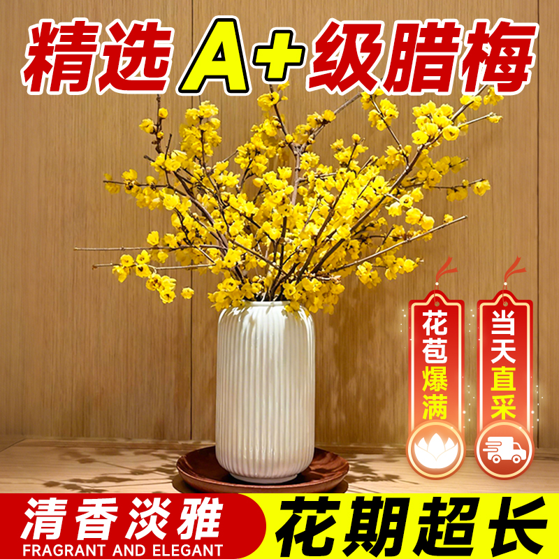 正宗腊梅花水培干支鲜切枝家用插