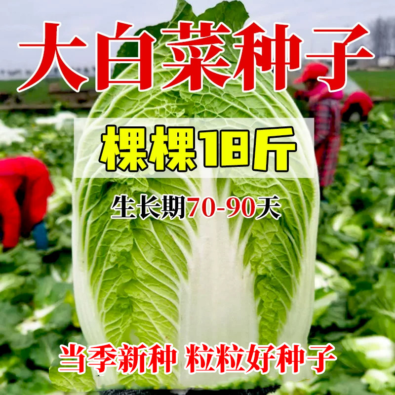 大白菜种孑早熟抗寒耐热高收图片