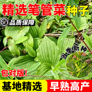 野生笔管菜种子四季播野菜种子黄精种子多年生草本种子黄鸡菜种子