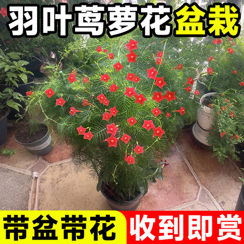 羽叶茑萝花苗大苗盆栽爬藤植物室