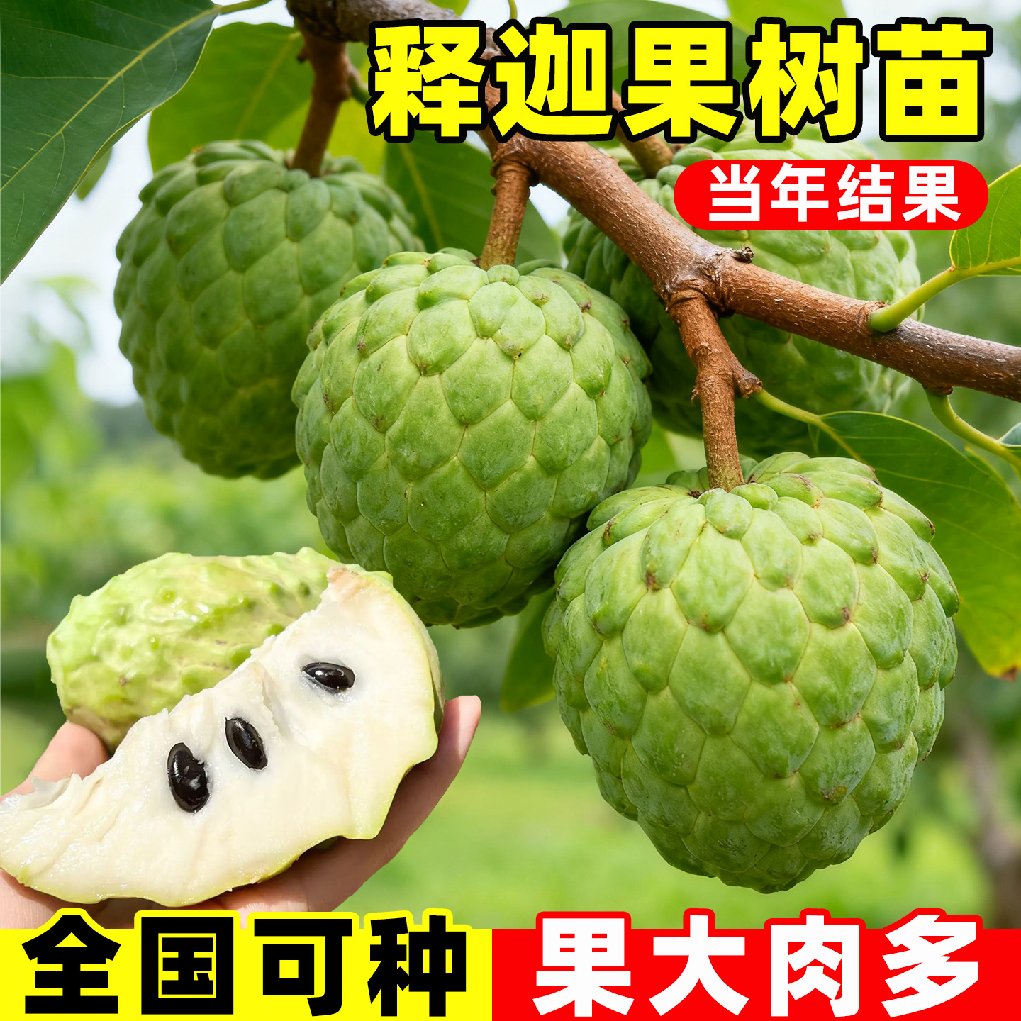 释迦果苗树带果台湾凤梨嫁接