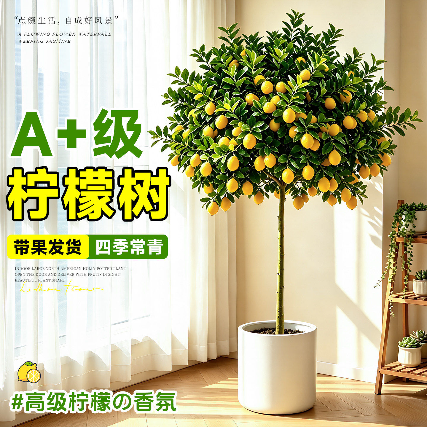 香水柠檬树盆栽客厅带果绿植四季室内可食用大型植物阳台老桩好养