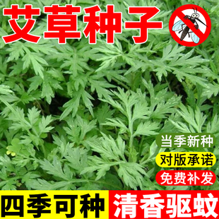 艾草种籽药用野生大叶驱蚊虫种子阳台庭院种植生长快速可药用食用