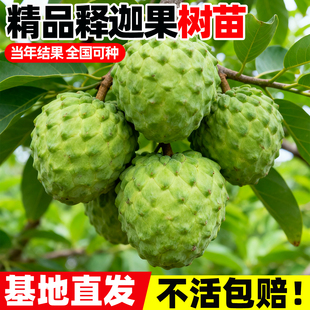 释迦果苗树嫁接台湾凤梨释迦苗特大牛奶释迦番荔枝林檎南方果树苗