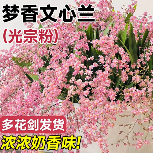 文心兰盆栽带花苞香水梦香兰室内