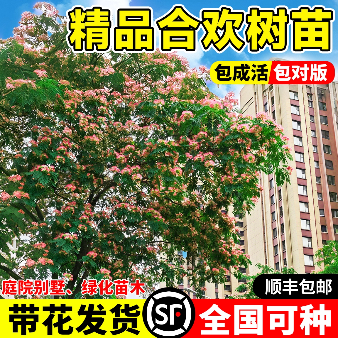 合欢花树苗合欢绒花树行道风景大树耐寒地栽盆栽庭院栽种工程树苗