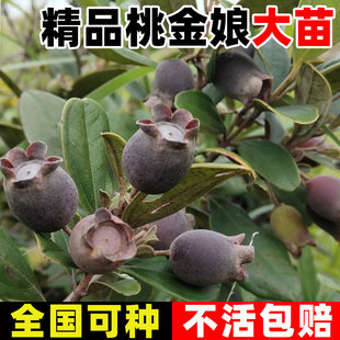 桃金娘树苗捻子果苗山菍子树地稔子小苗常绿南方北方种植庭院盆栽