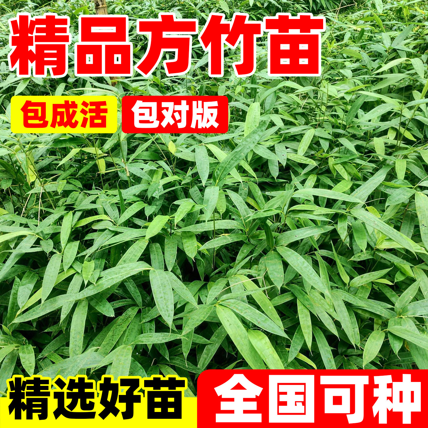 正宗方竹苗四方竹优质苗四川八月竹苗食用四方竹笋庭院阳台绿植苗