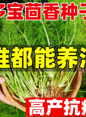 多宝茴香种子四季种植大小茴香种