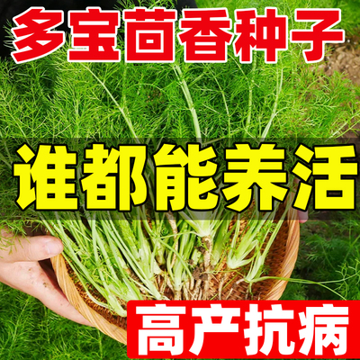 多宝茴香种子四季种植大小茴香种