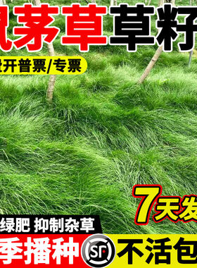 进口鼠茅草种子提升果品品质正宗