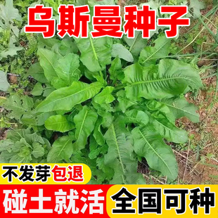 乌斯曼草种子板蓝根种子奥斯曼草种子生发奥斯曼草种子易活可盆栽