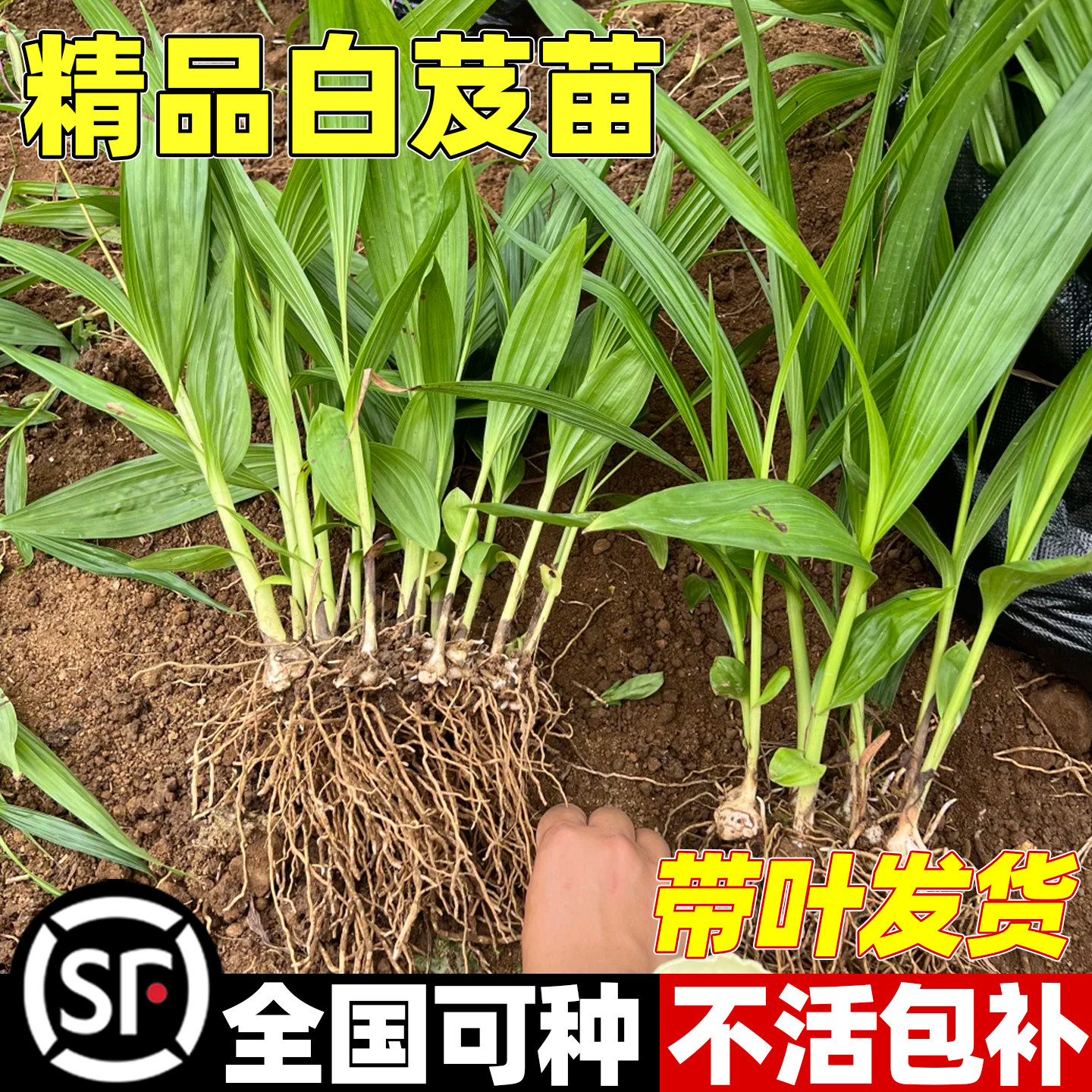 白芨苗中药材观赏苗白及种苗紫兰甘根苗宿根耐寒景区绿化草药苗