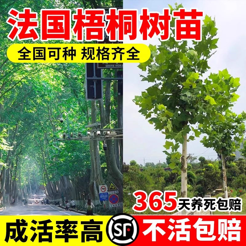 法国梧桐树树苗大树庭院风景树行