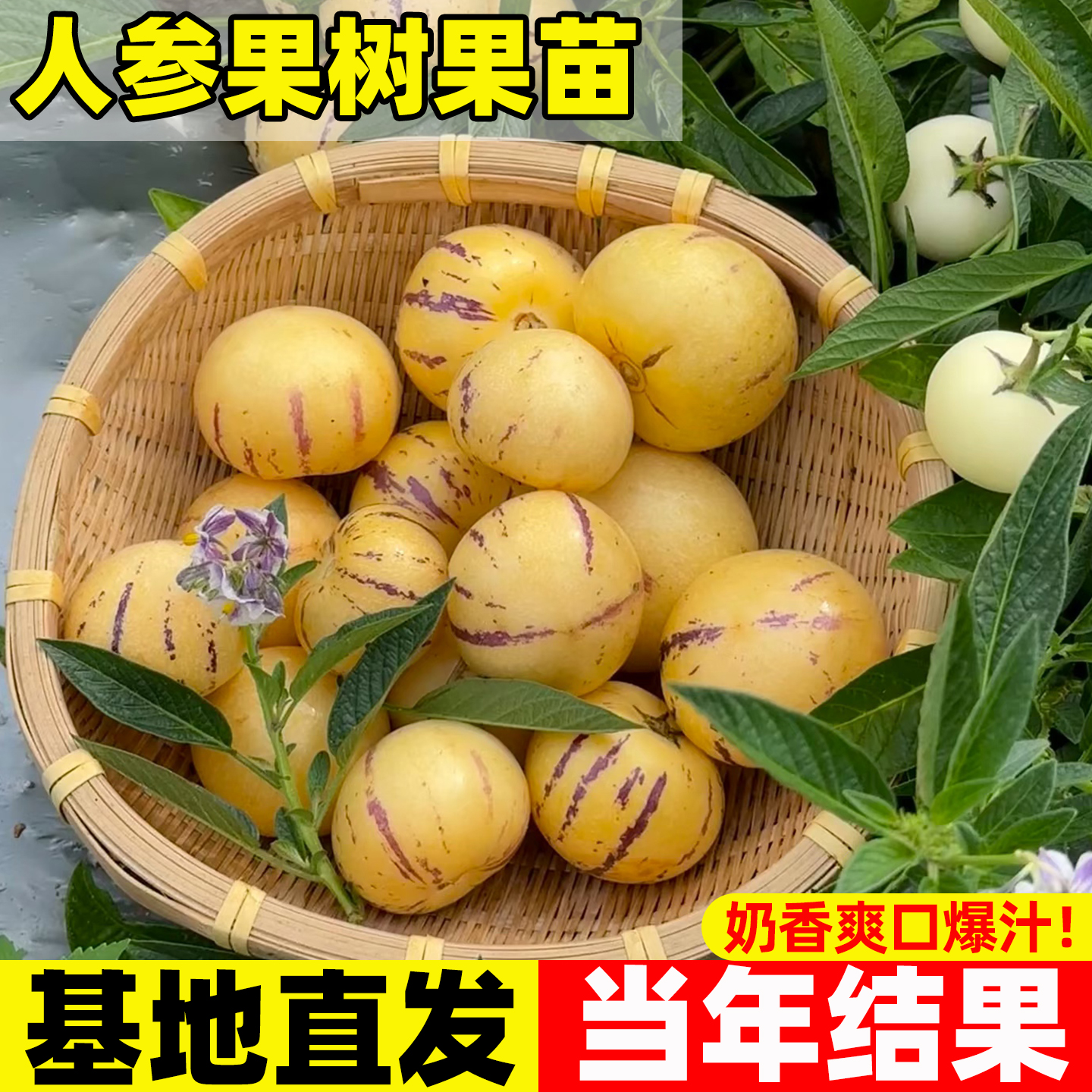 人参果树苗云南石林高产早熟嫁接苗籽北方南方盆栽黄心人参树果苗