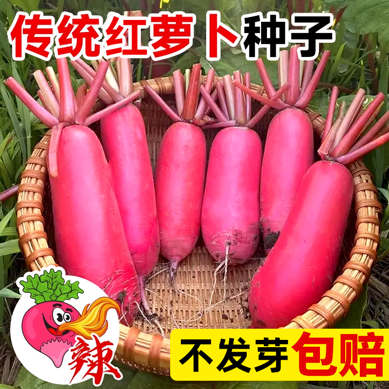 传统红皮萝卜种子凤梨四季高产