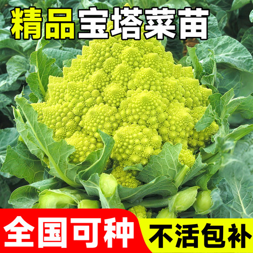 宝塔菜花苗椰菜蔬菜种苗四季高产