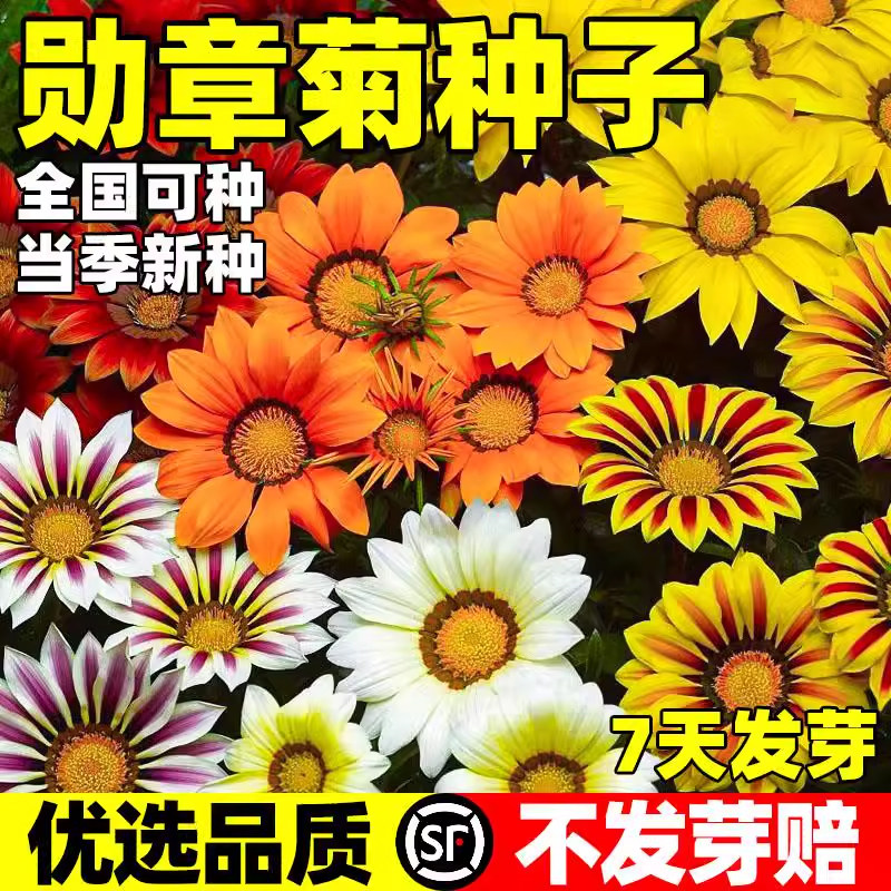 勋章菊种子勋章花非洲太阳花多年图片