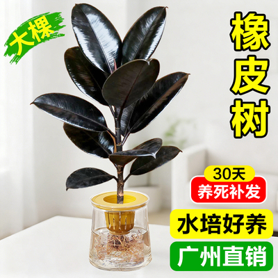黑金刚橡皮树网红高级感绿植室内
