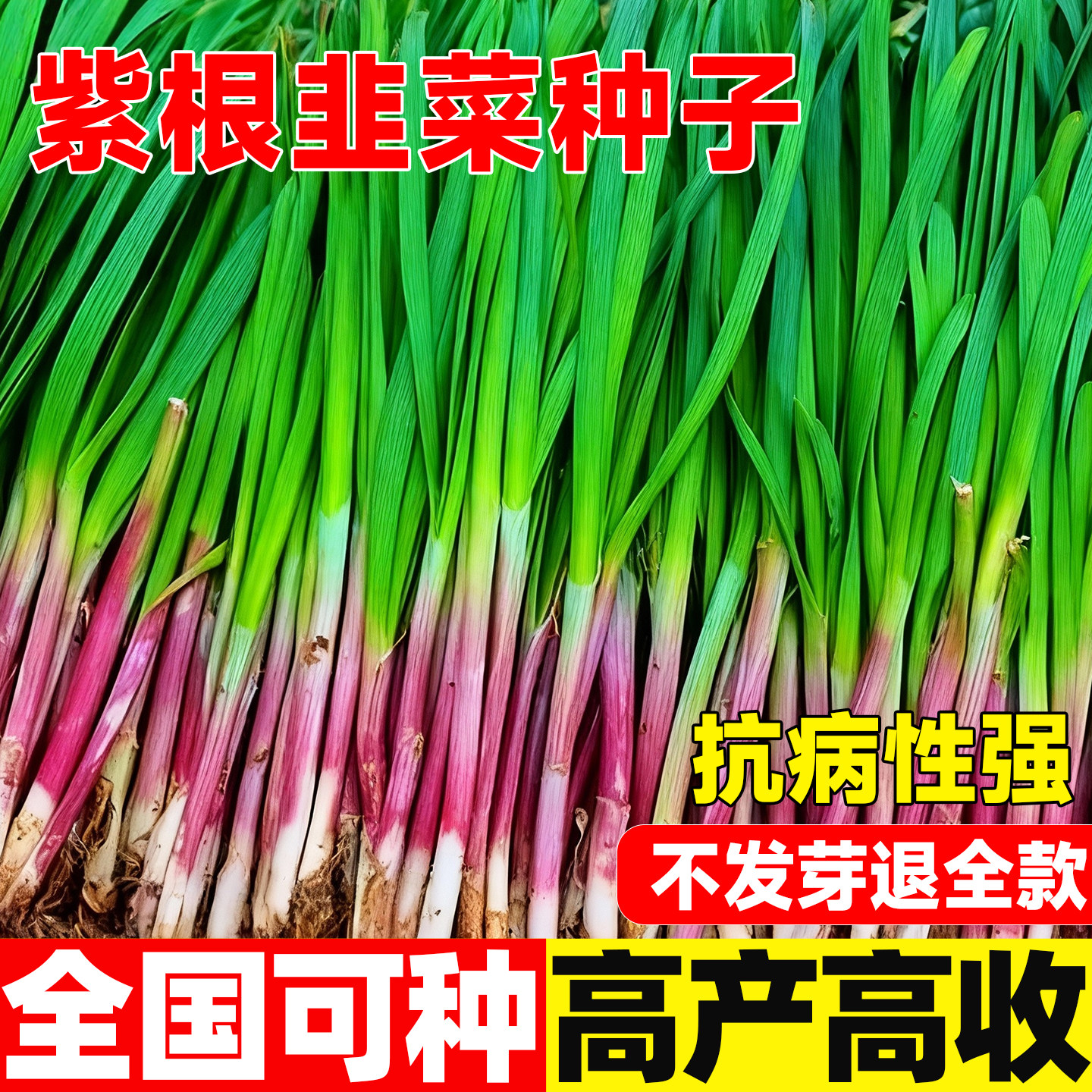 紫根韭菜种子四季播种高产韭菜