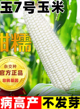美玉7号玉米种子甜糯玉米种籽白