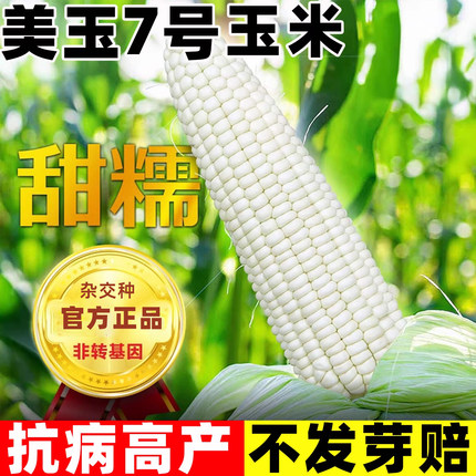 美玉7号玉米种子甜糯玉米种籽白糯水果四季特大高产香糯玉米种孑