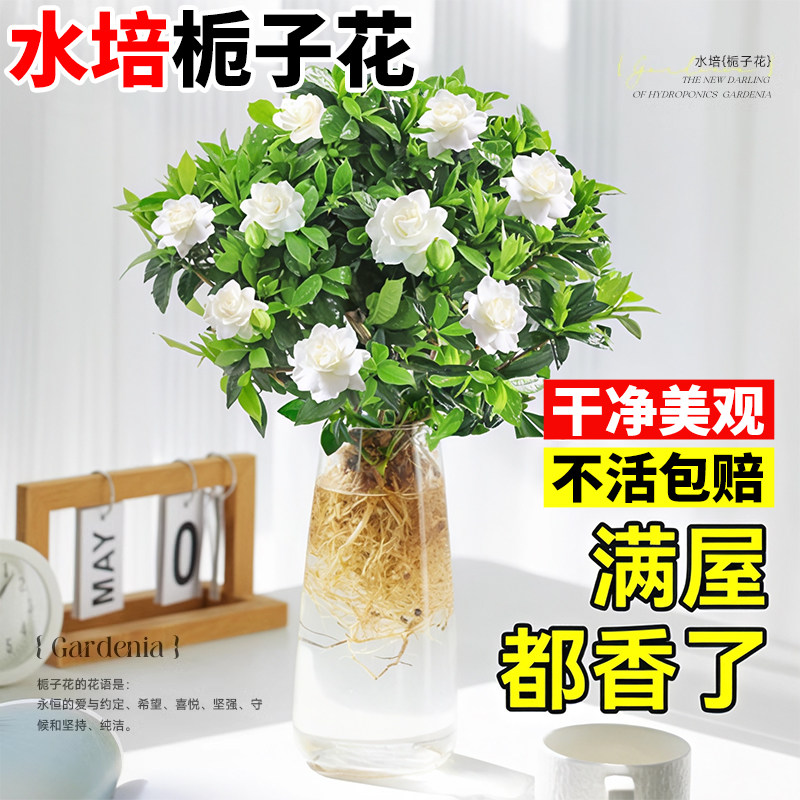 栀子花水培植物盆栽带苞办图片
