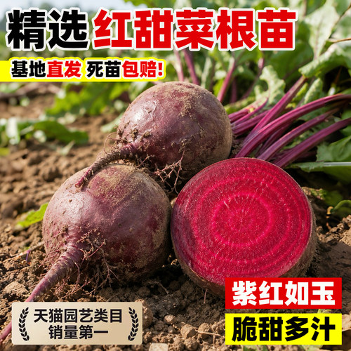 红色甜菜苗君达菜秧苗家庭阳台带