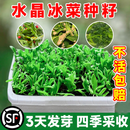 水晶冰菜种子阳台盆栽种植