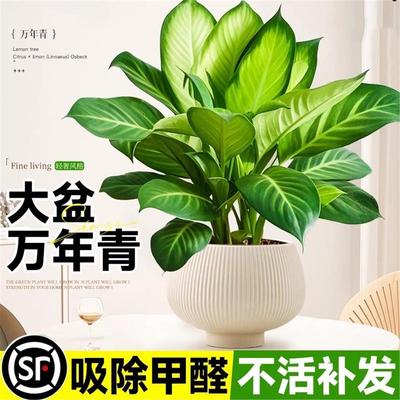 大盆玛丽安万年青盆栽绿植水培植