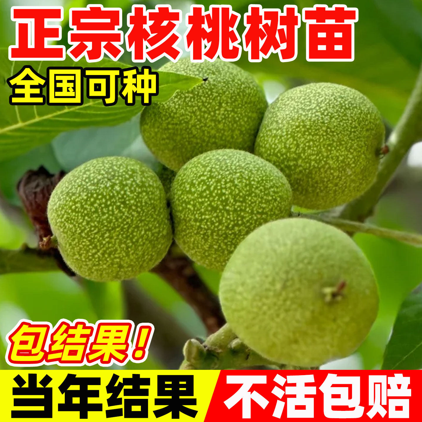 纸皮核桃树果苗嫁接苗北方耐寒南图片