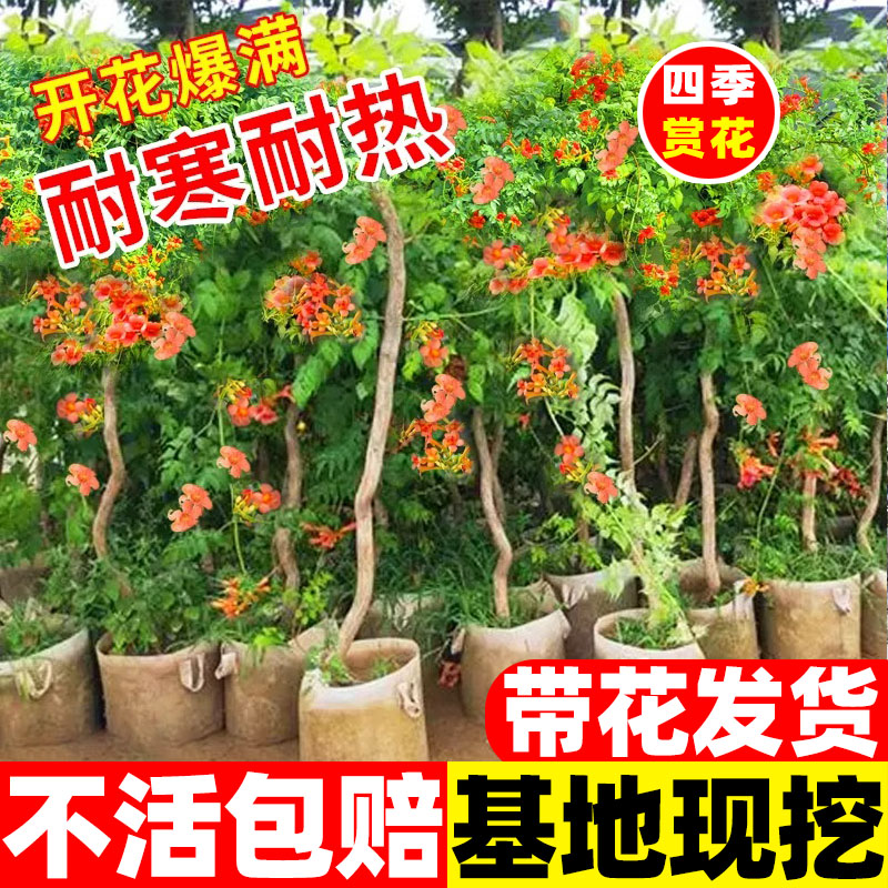 凌霄花苗爬藤植物春秋开耐