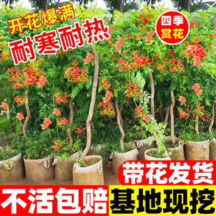 凌霄花苗爬藤植物春秋开花耐寒耐热炮仗花苗阳台庭院花植物凌霄花