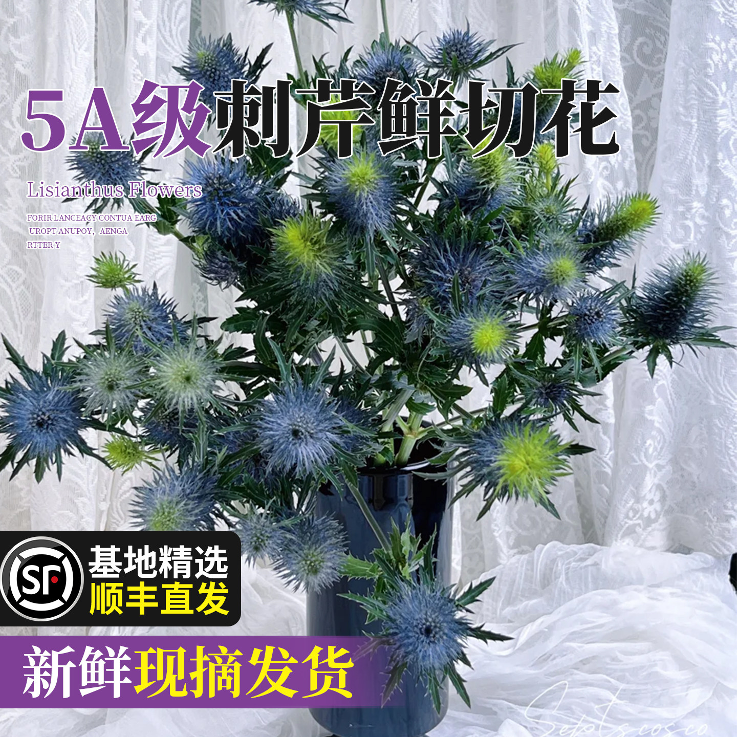 刺芹鲜花蓝星球星芹鲜切花办公室