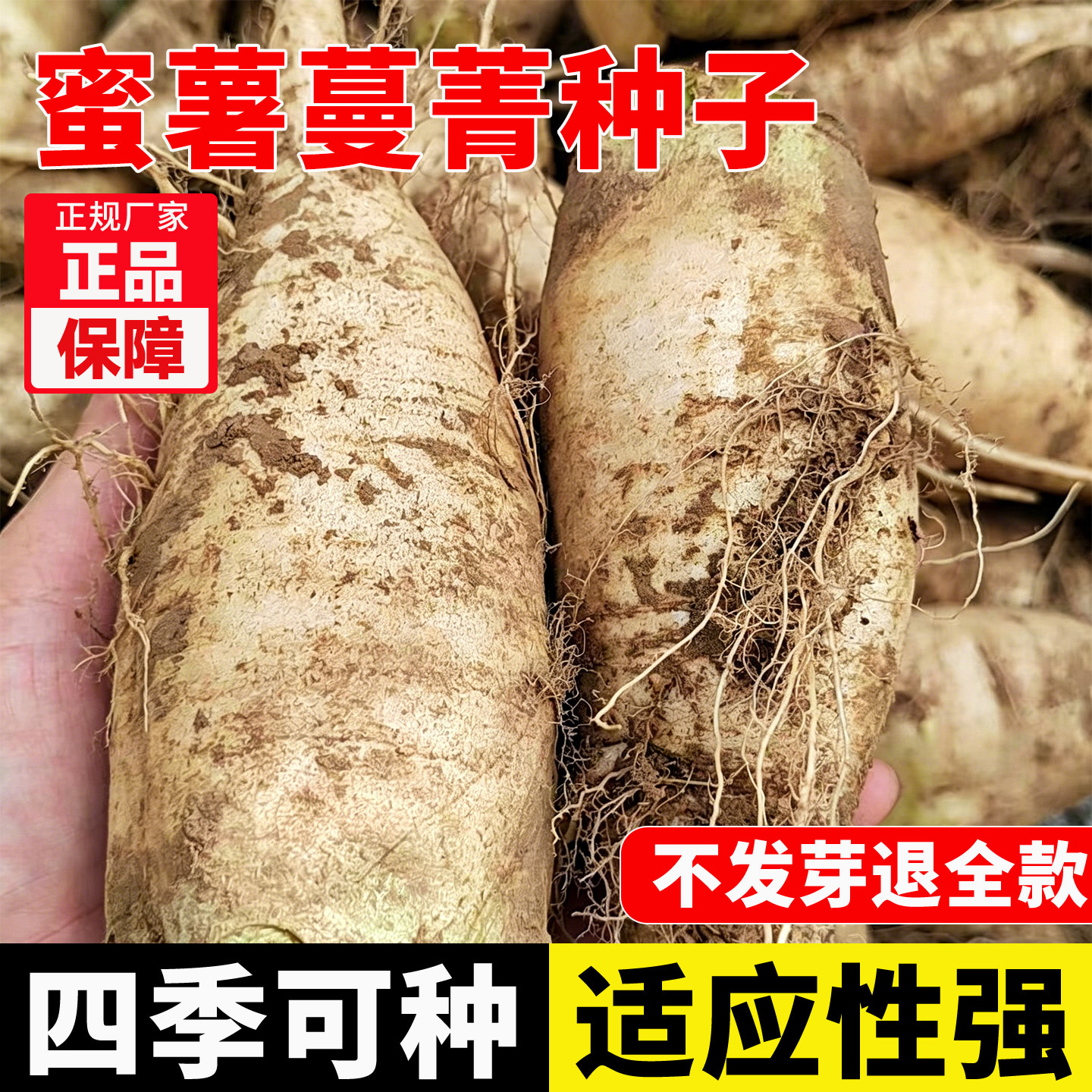 蜜薯蔓菁种子河北特产赛红薯蔓菁种子绵软细腻煮粥甜面白蔓菁种子