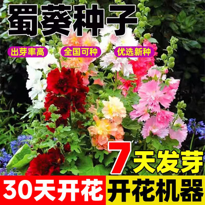 重瓣蜀葵花种子春秋开花阳台庭院