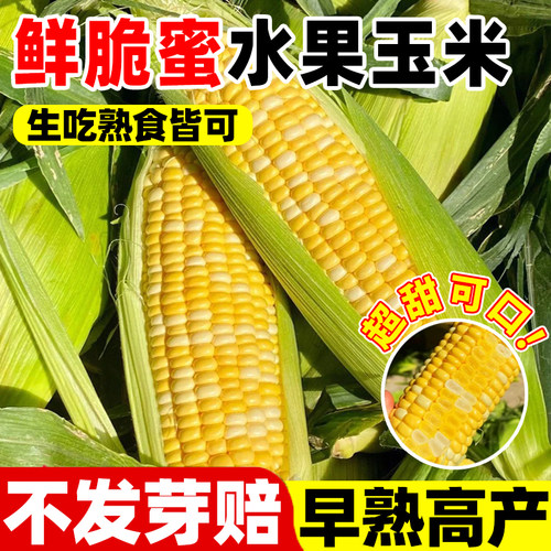 鲜脆蜜玉米种子水果玉米种籽超甜