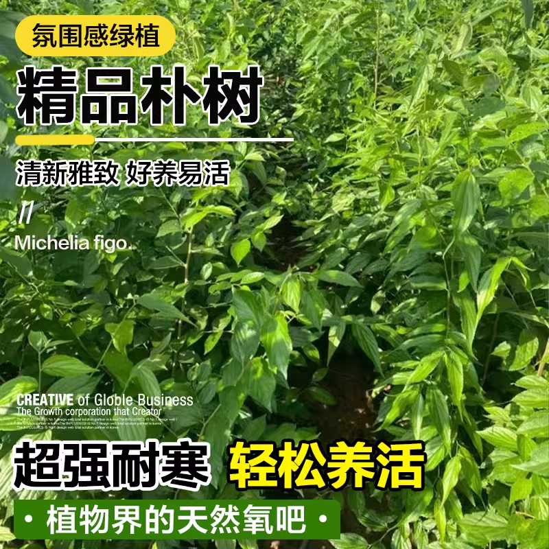 朴树树苗风景树朴树大树园林绿化工程苗木行道树拆迁占地庭院道路