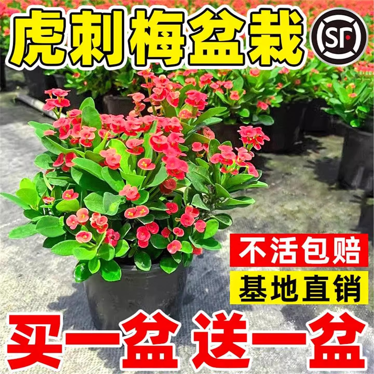 虎刺梅花卉盆栽耐寒植物室内办公