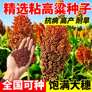东北粘高粱种子杂交高粱矮生抗旱高产酿酒高粱籽甜孑粘糯高粱种籽