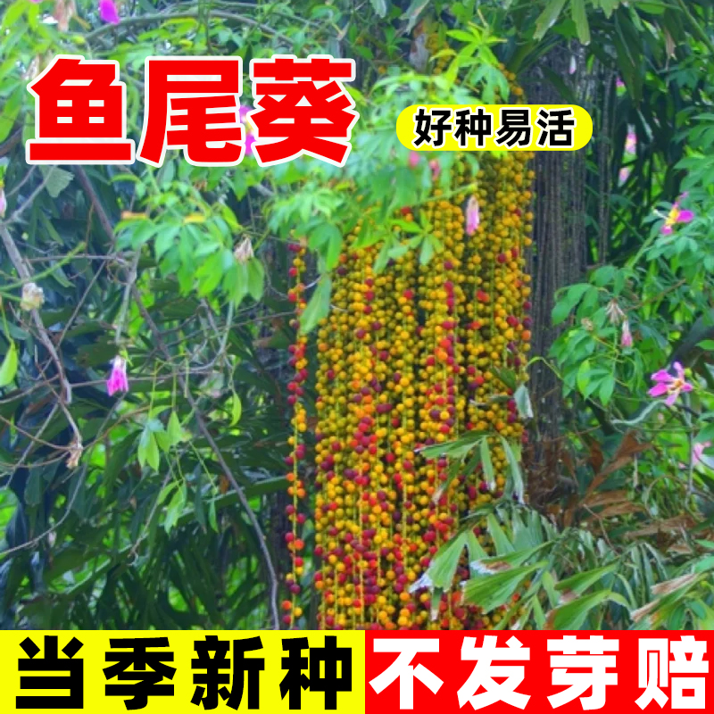 鱼尾葵种子四季种植多年生种籽庭院景观道路绿化观赏植物花卉树苗
