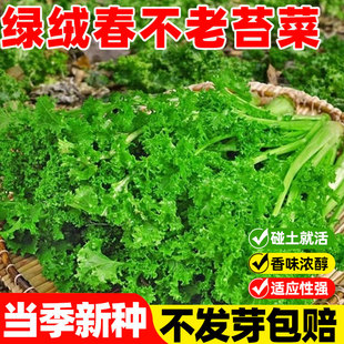 绿绒春不老苔菜种子四季蔬菜种孑大全易成活麻叶青菜种籽黑菜台菜