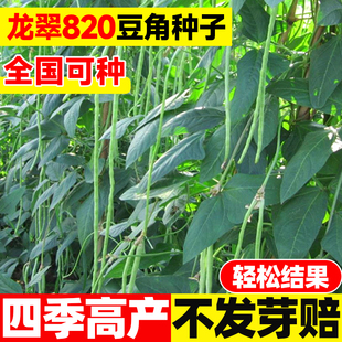 龙翠820豆角种子特长豆角种子阳台四季高产长豆角豇豆种蔬菜种孑
