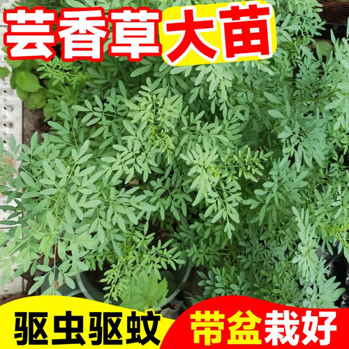 臭草盆栽芸香草苗贼仔草驱蚊防虫