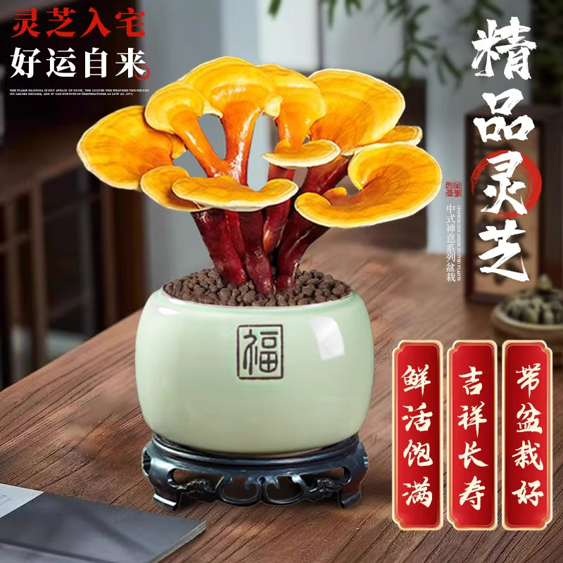 活体灵芝盆景桌面好养活创意盆栽招财摆件客厅室内办公室四季常青,鲜花速递/花卉仿真/绿植园艺,种苗/半成品盆栽,淘宝优惠券,粉丝福利购,淘宝优惠卷