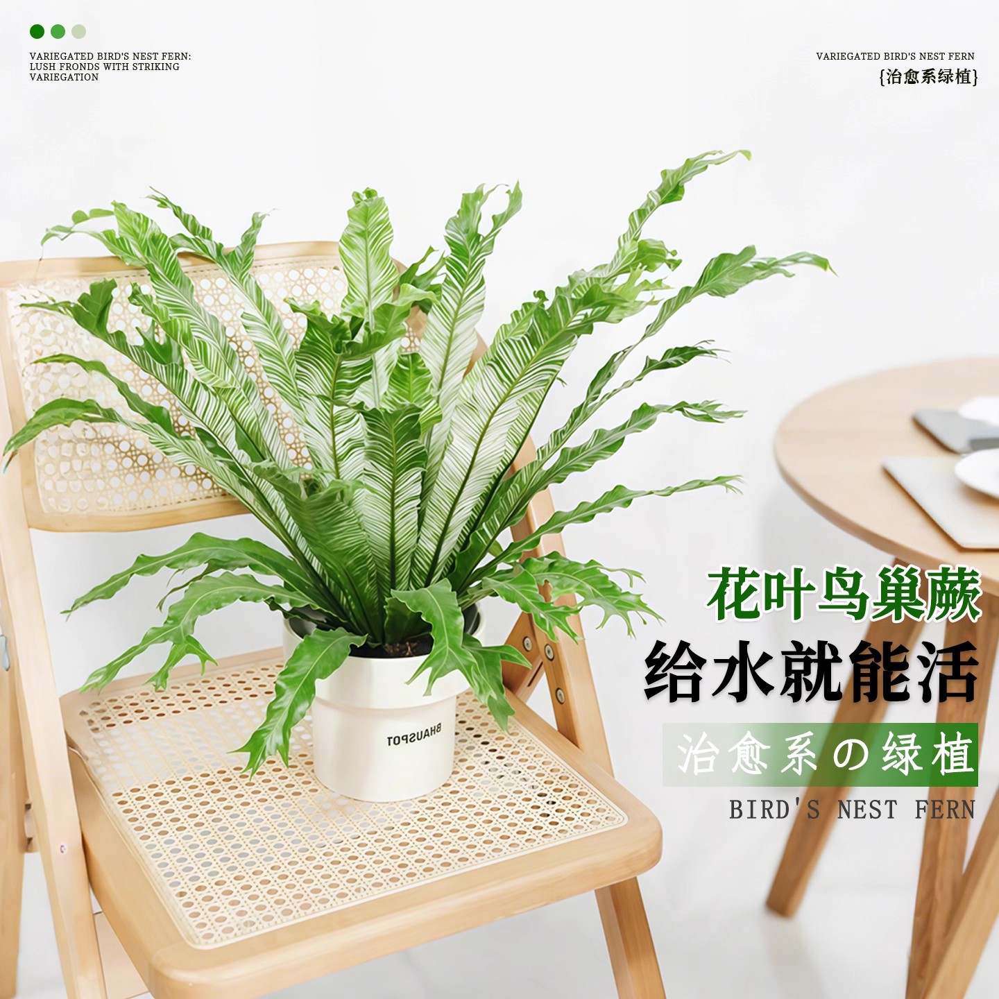 花叶鸟巢蕨锦叶鸟巢蕨阳台室内绿图片